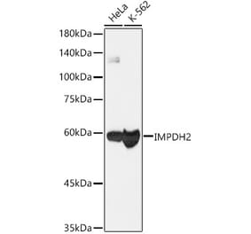 Western Blot - Anti-IMPDH2 Antibody [ARC1479] (A308284) - Antibodies.com