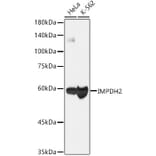 Western Blot - Anti-IMPDH2 Antibody [ARC1479] (A308284) - Antibodies.com