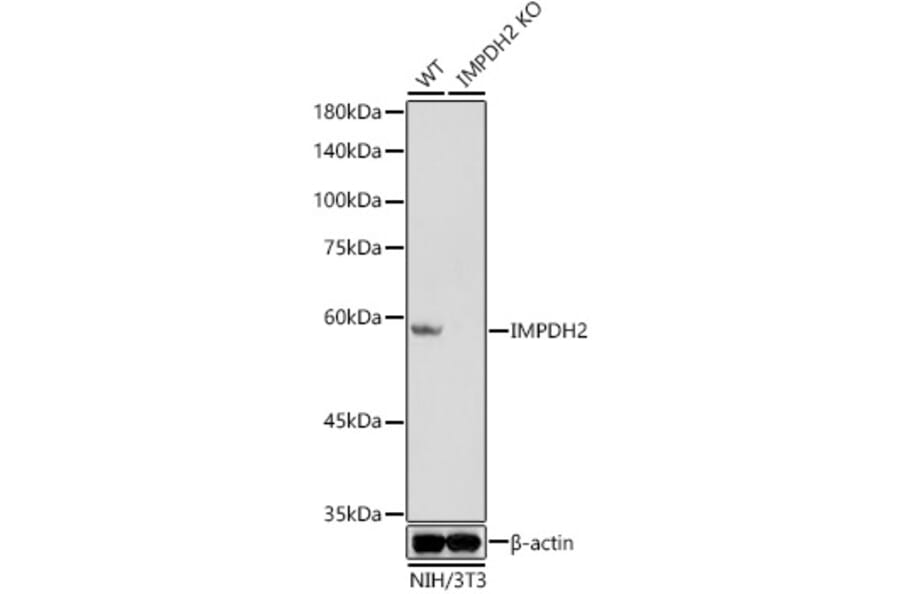 Western Blot - Anti-IMPDH2 Antibody [ARC1479] (A308284) - Antibodies.com