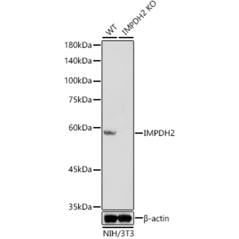 Western Blot - Anti-IMPDH2 Antibody [ARC1479] (A308284) - Antibodies.com