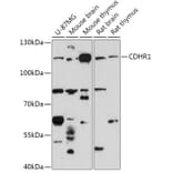 Western Blot - Anti-Protocadherin 21 Antibody (A308285) - Antibodies.com