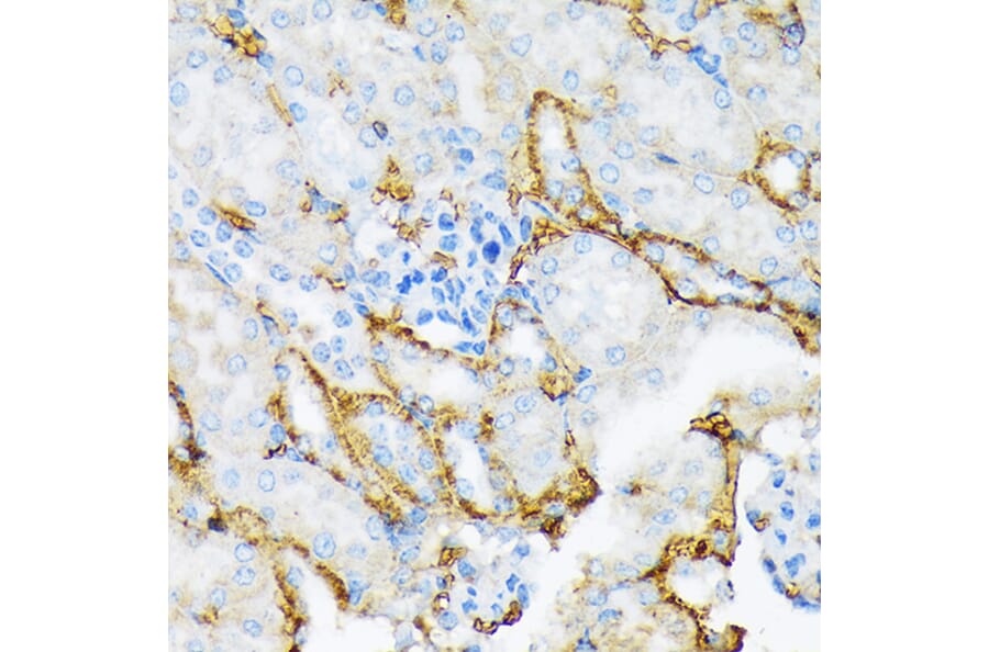 Immunohistochemistry - Anti-alpha 2 Macroglobulin Antibody [ARC1734] (A308286) - Antibodies.com
