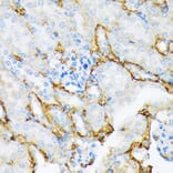 Immunohistochemistry - Anti-alpha 2 Macroglobulin Antibody [ARC1734] (A308286) - Antibodies.com