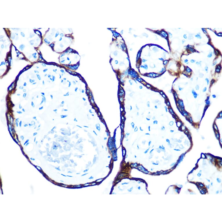 Immunohistochemistry - Anti-Cytokeratin 7 Antibody [ARC0978] (A308287) - Antibodies.com