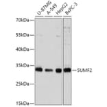 Western Blot - Anti-SUMF2 Antibody (A308288) - Antibodies.com