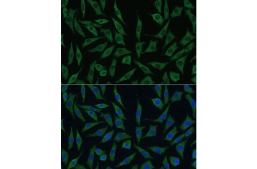 Immunofluorescence - Anti-SUMF2 Antibody (A308288) - Antibodies.com