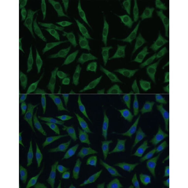 Immunofluorescence - Anti-SUMF2 Antibody (A308288) - Antibodies.com