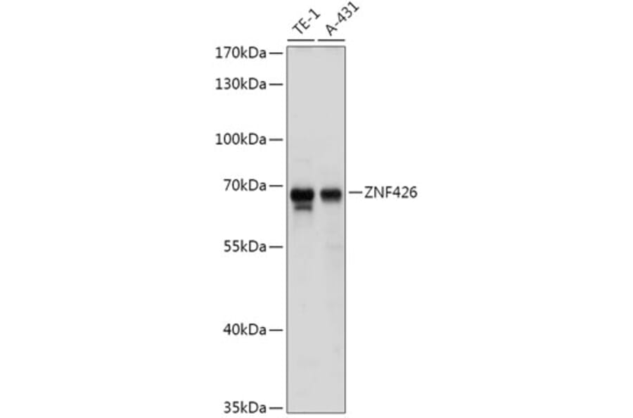 Western Blot - Anti-ZNF426 Antibody (A308289) - Antibodies.com