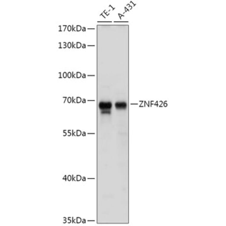 Western Blot - Anti-ZNF426 Antibody (A308289) - Antibodies.com