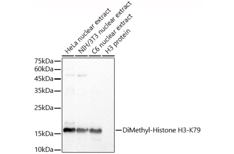 Western Blot - Anti-Histone H3 (di methyl Lys79) Antibody (A308295) - Antibodies.com