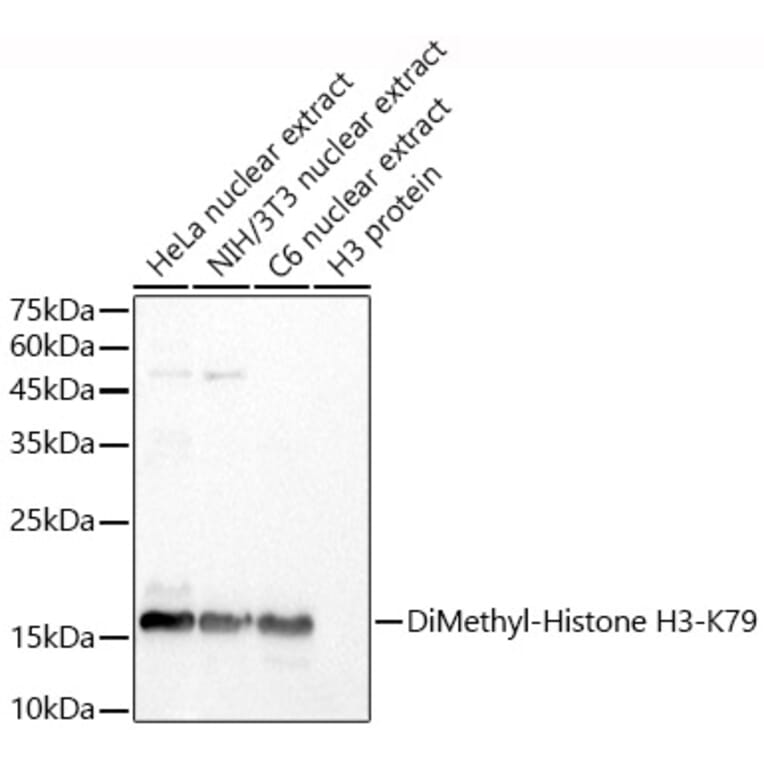 Western Blot - Anti-Histone H3 (di methyl Lys79) Antibody (A308295) - Antibodies.com
