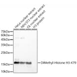 Western Blot - Anti-Histone H3 (di methyl Lys79) Antibody (A308295) - Antibodies.com