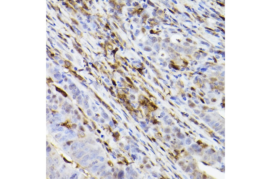 Immunohistochemistry - Anti-Ferritin Heavy Chain Antibody [ARC2665] (A308297) - Antibodies.com