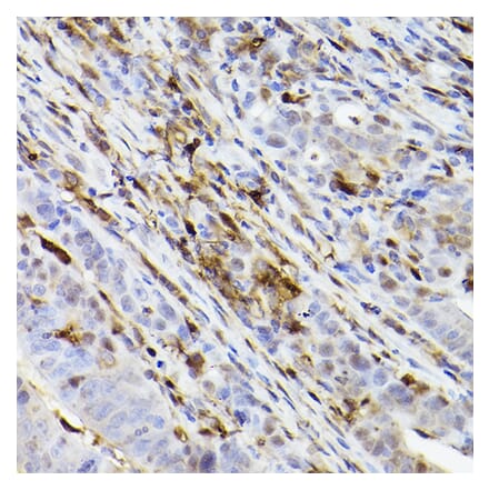 Immunohistochemistry - Anti-Ferritin Heavy Chain Antibody [ARC2665] (A308297) - Antibodies.com