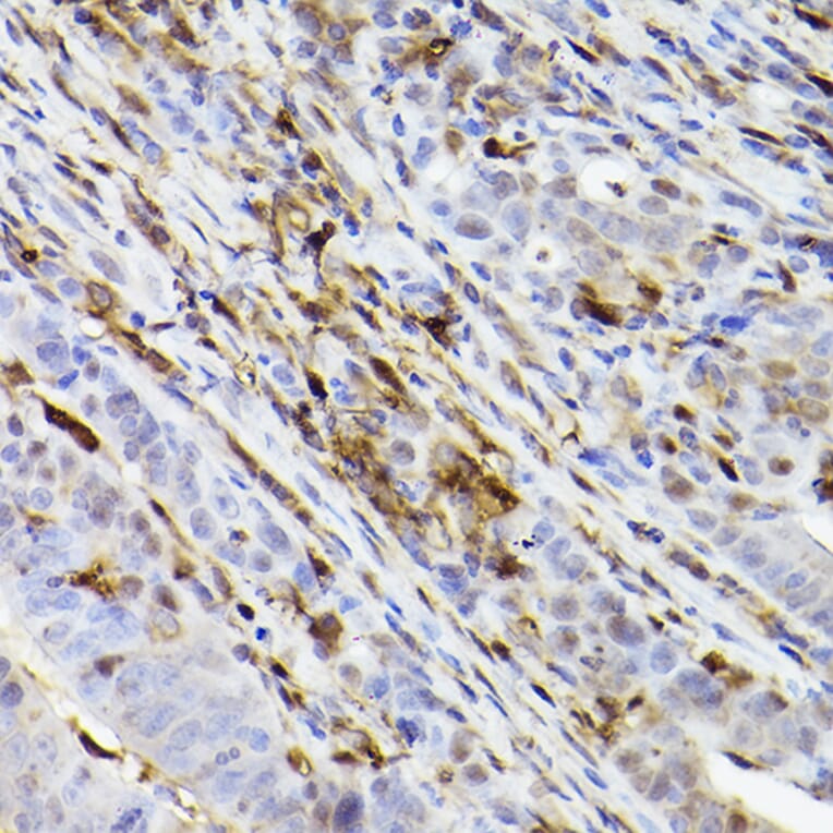 Immunohistochemistry - Anti-Ferritin Heavy Chain Antibody [ARC2665] (A308297) - Antibodies.com