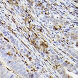 Immunohistochemistry - Anti-Ferritin Heavy Chain Antibody [ARC2665] (A308297) - Antibodies.com