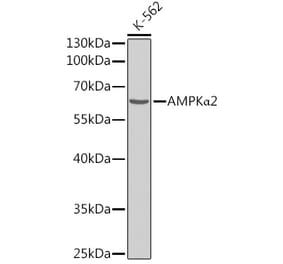 Western Blot - Anti-AMPK alpha 2 Antibody (A308298) - Antibodies.com