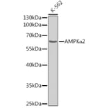Western Blot - Anti-AMPK alpha 2 Antibody (A308298) - Antibodies.com