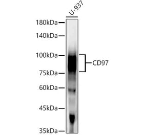 Western Blot - Anti-CD97 Antibody [ARC55829] (A308300) - Antibodies.com