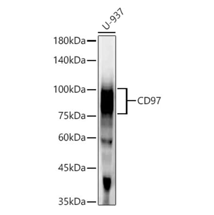 Western Blot - Anti-CD97 Antibody [ARC55829] (A308300) - Antibodies.com