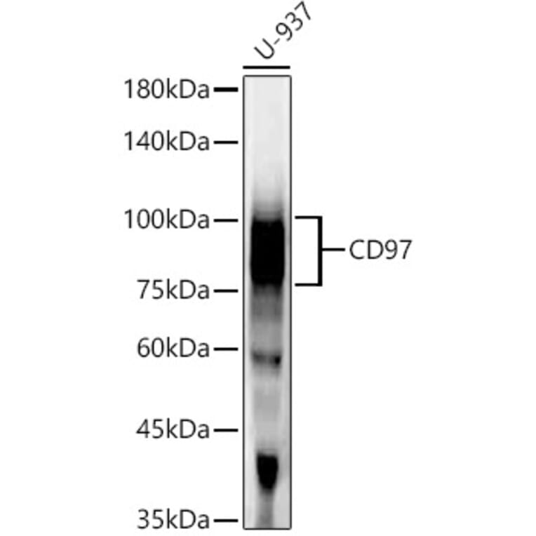 Western Blot - Anti-CD97 Antibody [ARC55829] (A308300) - Antibodies.com