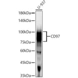 Western Blot - Anti-CD97 Antibody [ARC55829] (A308300) - Antibodies.com