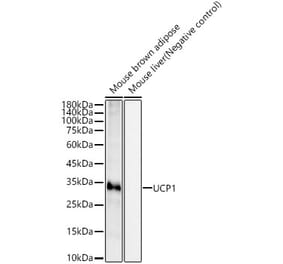 Western Blot - Anti-UCP1 Antibody [ARC54141] (A308306) - Antibodies.com