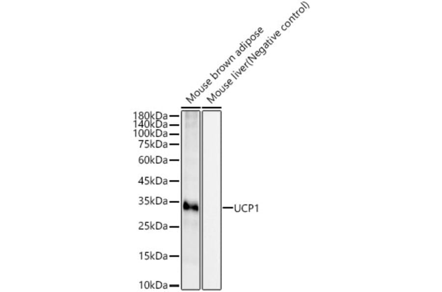 Western Blot - Anti-UCP1 Antibody [ARC54141] (A308306) - Antibodies.com