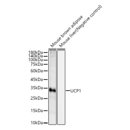 Western Blot - Anti-UCP1 Antibody [ARC54141] (A308306) - Antibodies.com