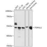 Western Blot - Anti-TOM1L1 Antibody (A308309) - Antibodies.com