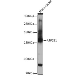 Western Blot - Anti-PMCA1 Antibody (A308310) - Antibodies.com