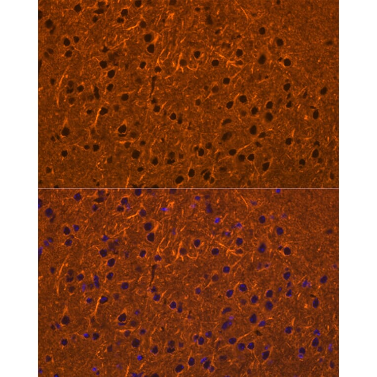 Immunofluorescence - Anti-PMCA1 Antibody (A308310) - Antibodies.com