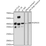 Western Blot - Anti-GPA33 Antibody [ARC2060] (A308311) - Antibodies.com