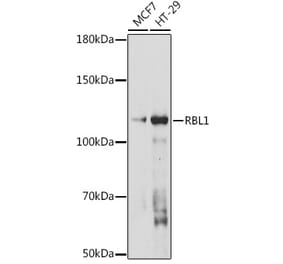 Western Blot - Anti-p107 Antibody (A308312) - Antibodies.com