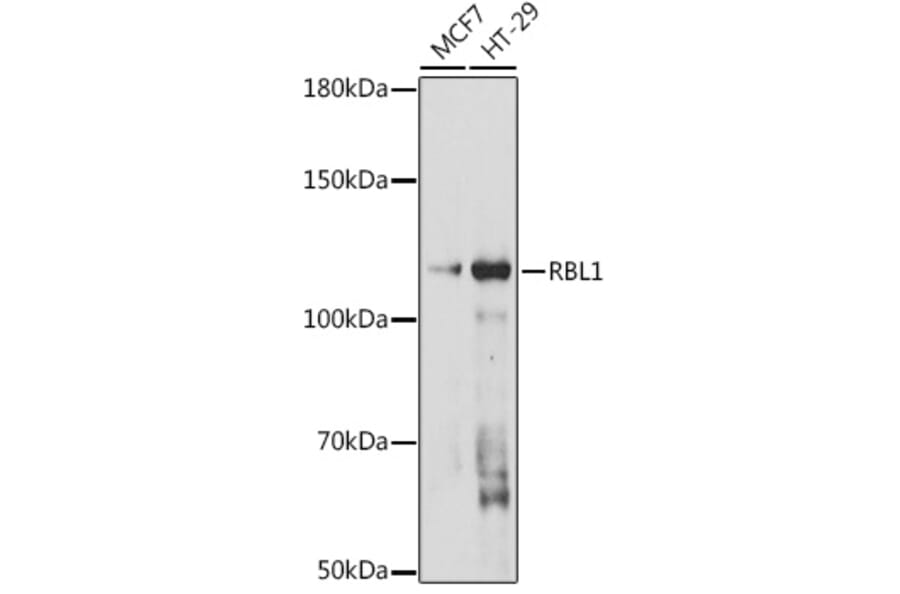 Western Blot - Anti-p107 Antibody (A308312) - Antibodies.com