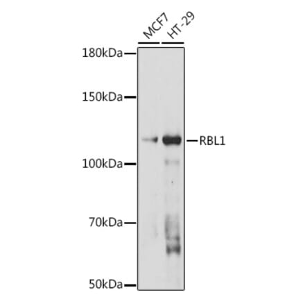 Western Blot - Anti-p107 Antibody (A308312) - Antibodies.com