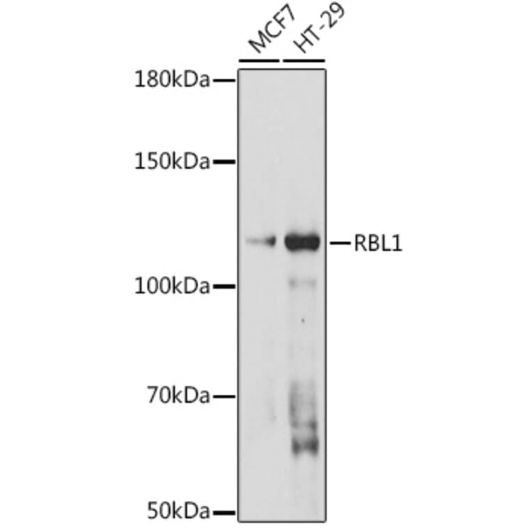 Western Blot - Anti-p107 Antibody (A308312) - Antibodies.com