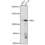 Western Blot - Anti-p107 Antibody (A308312) - Antibodies.com