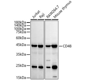 Western Blot - Anti-CD48 Antibody [ARC53030] (A308320) - Antibodies.com