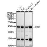 Western Blot - Anti-CD48 Antibody [ARC53030] (A308320) - Antibodies.com