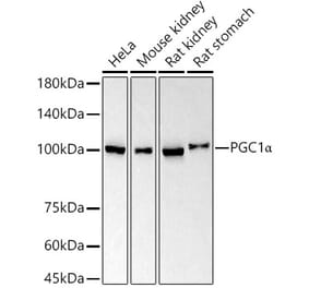 Western Blot - Anti-PGC1 alpha Antibody [ARC51988] (A308321) - Antibodies.com