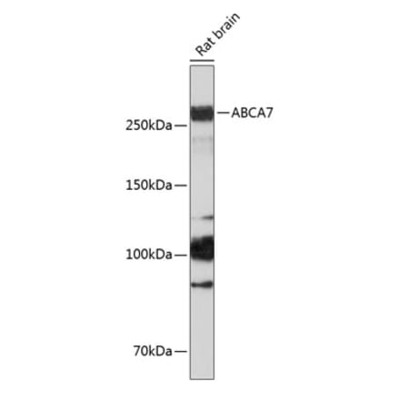 Western Blot - Anti-ABCA7 Antibody (A308323) - Antibodies.com