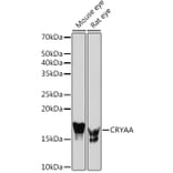 Western Blot - Anti-alpha A Crystallin/CRYAA Antibody (A308325) - Antibodies.com