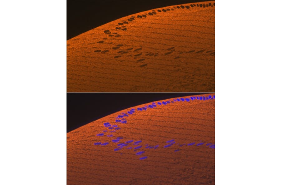 Immunofluorescence - Anti-alpha A Crystallin/CRYAA Antibody (A308325) - Antibodies.com