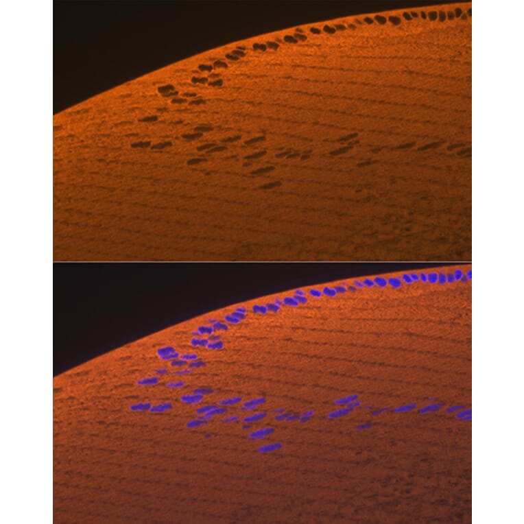 Immunofluorescence - Anti-alpha A Crystallin/CRYAA Antibody (A308325) - Antibodies.com