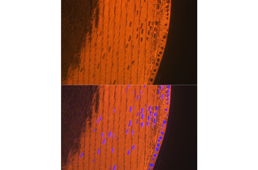 Immunofluorescence - Anti-alpha A Crystallin/CRYAA Antibody (A308325) - Antibodies.com