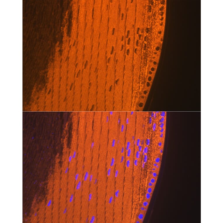 Immunofluorescence - Anti-alpha A Crystallin/CRYAA Antibody (A308325) - Antibodies.com