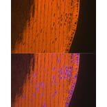 Immunofluorescence - Anti-alpha A Crystallin/CRYAA Antibody (A308325) - Antibodies.com