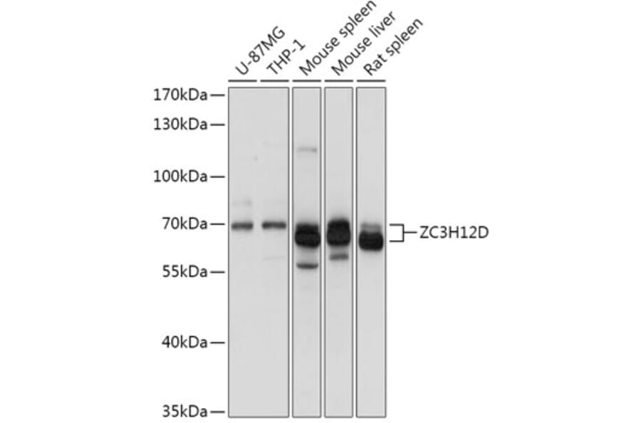 Western Blot - Anti-ZC3H12D Antibody (A308326) - Antibodies.com
