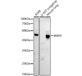 Western Blot - Anti-BMP4 Antibody [ARC52124] (A308327) - Antibodies.com
